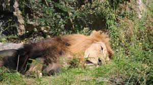 Un lion abattu par un chasseur à Labé : un acte de braconnage qui indigne