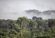 Alerte Rouge Forêts Libériennes : Le cacao ivoirien provoque une déforestation « colossale », l’Europe accusée de procrastination