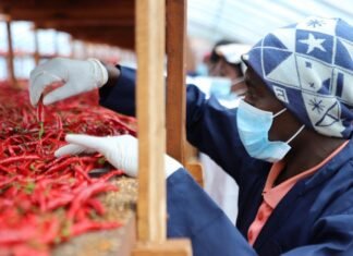 Zéro droit de douane : la Chine et l’Afrique vers une proximité sans précédent (PAPIER GENERAL)