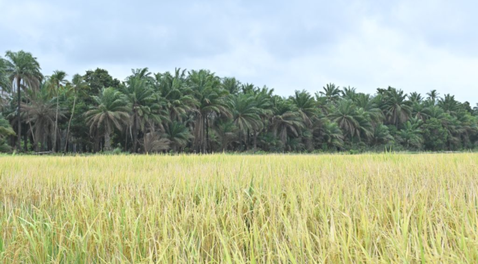 Le riz hybride chinois apporte un nouvel espoir de récolte abondante aux populations guinéennes (REPORTAGE)